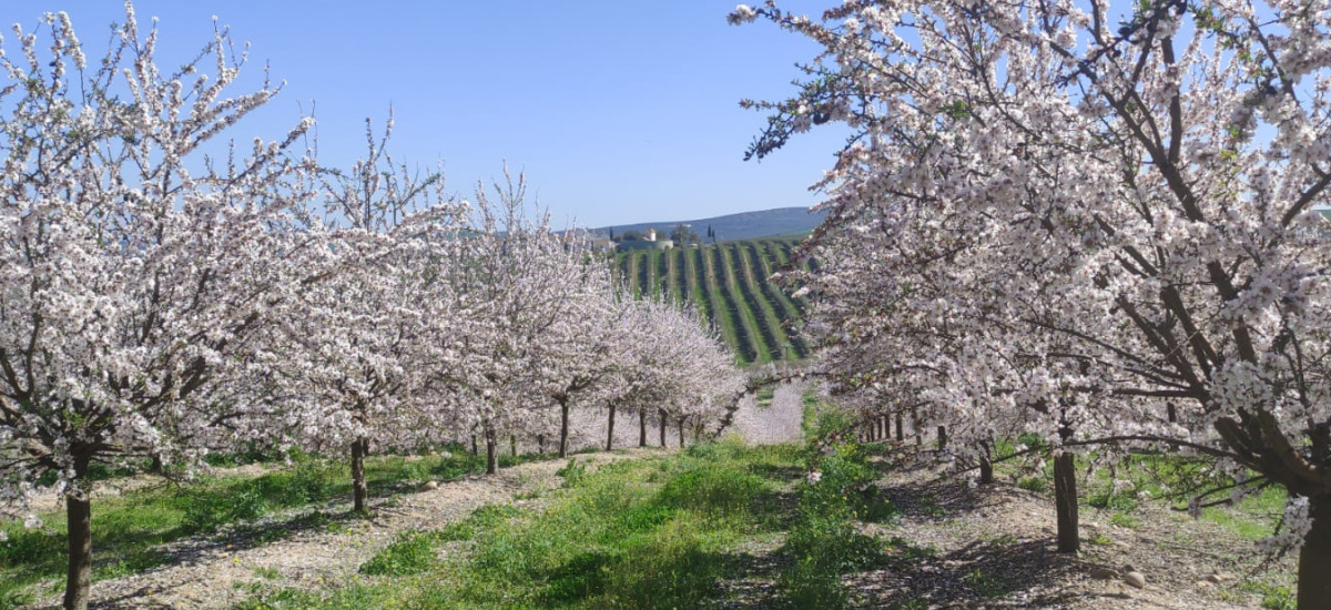 Agrónomos forma a especialistas de cultivo de almendro en seto